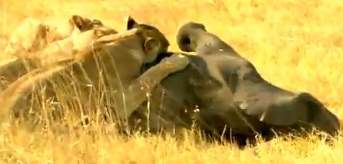 Lion Eats Baby Elephant Alive