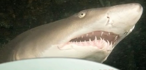10 Things You Didn't Know About Sharks