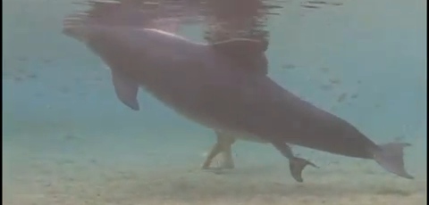 Dolphin Giving Birth On Video